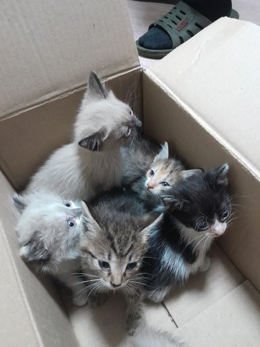 Отдам котят в добрые руки