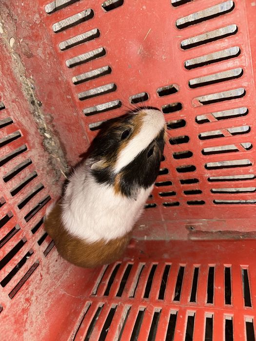 Морски свинчета здрави