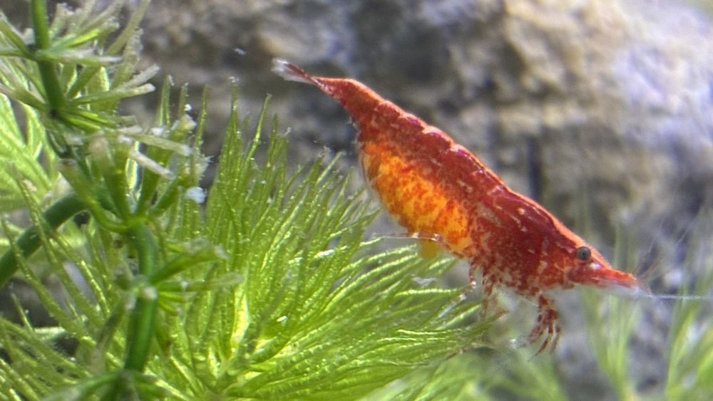 Продавам гупи и червени ckapugu Red Cherry