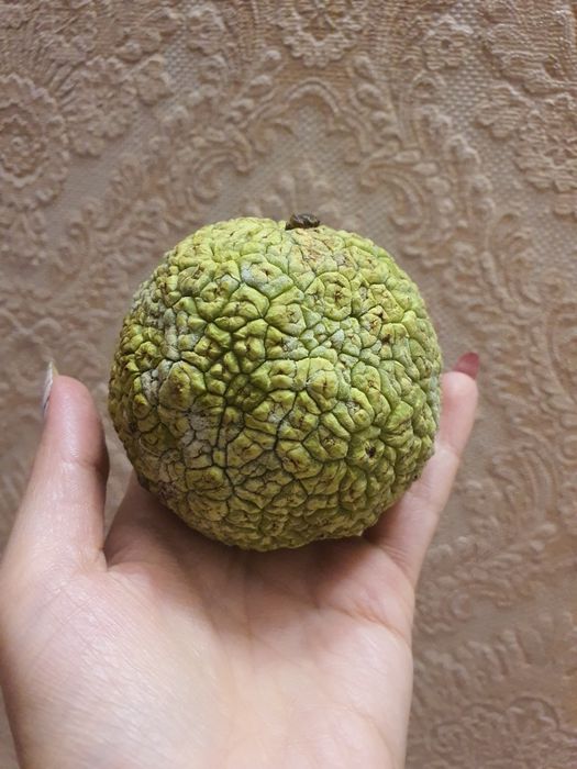 Маклюра лечебная