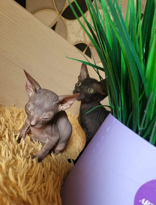 Донские Сфинксики.