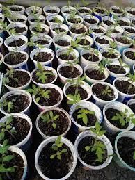 Продавам разсад домати и краставици