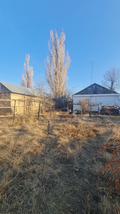 Пилим деревья профессионально