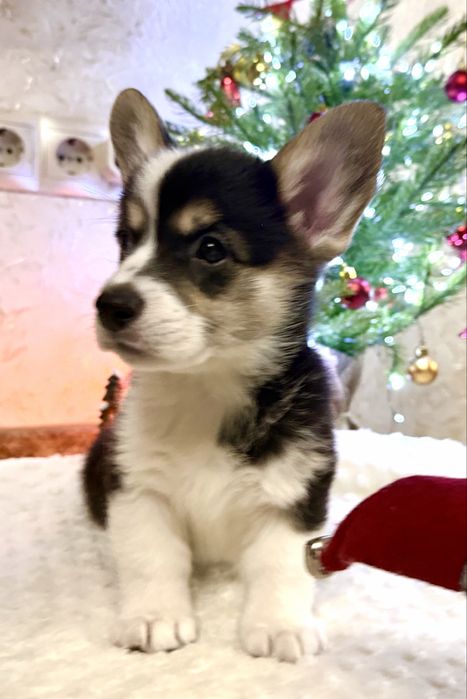 Корги, Вельш корги пемброк