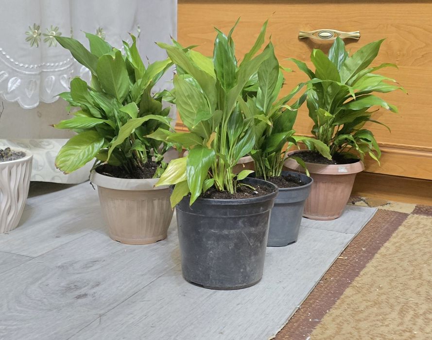 Продам цветы женское счастье.