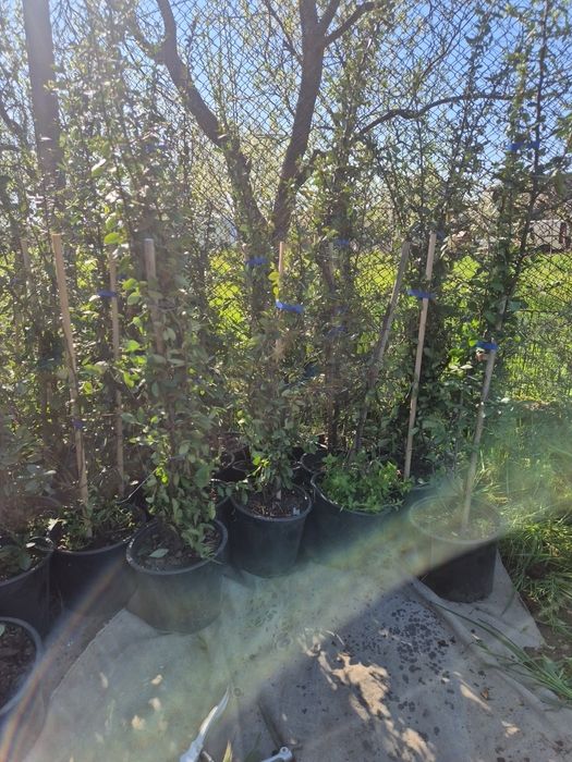 Piracanta  Red column