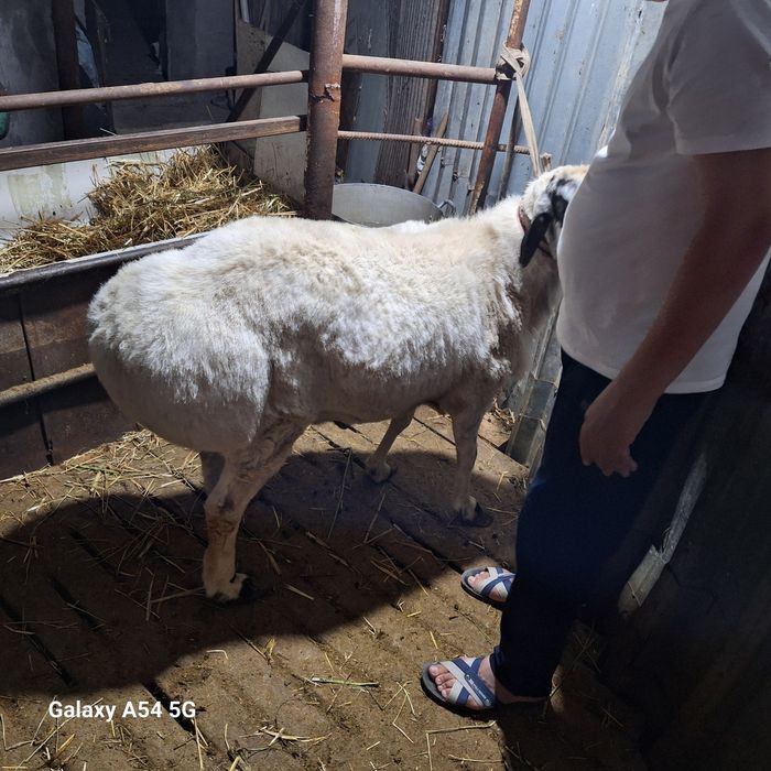 Qoraquloq tozza zot qochqor