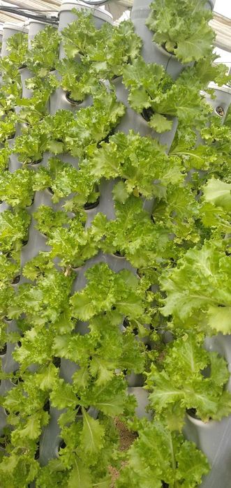 Продаётся теплица