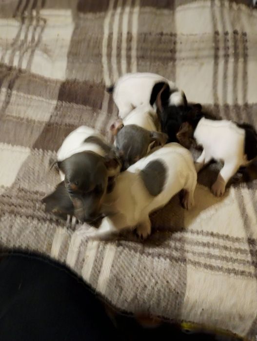 Джак ръсел териер