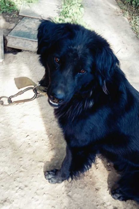 Верный друг и надежный охранник в добрые руки!