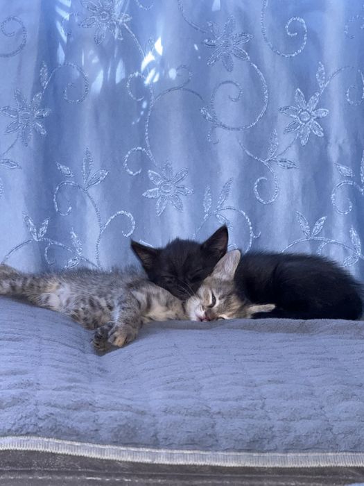 Отдам котят бесплатно в добрые руки!