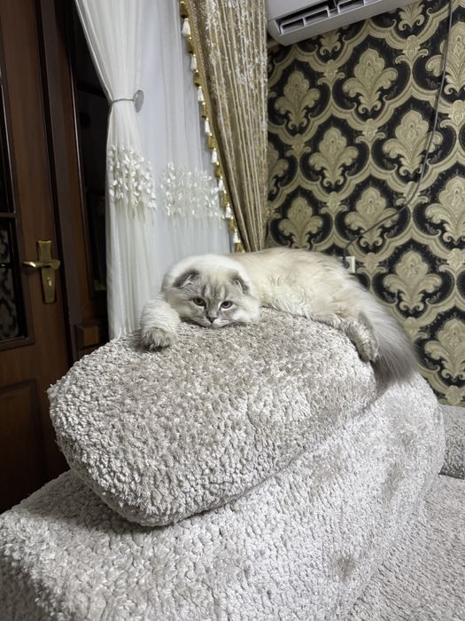 Мушук сотилади Хейланд фолд.