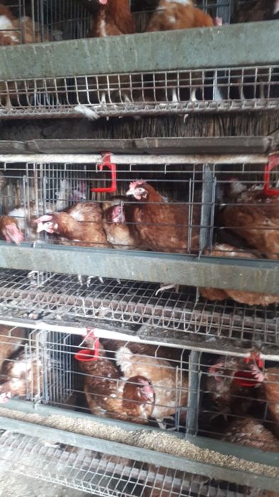 Куры радонит с доставкой