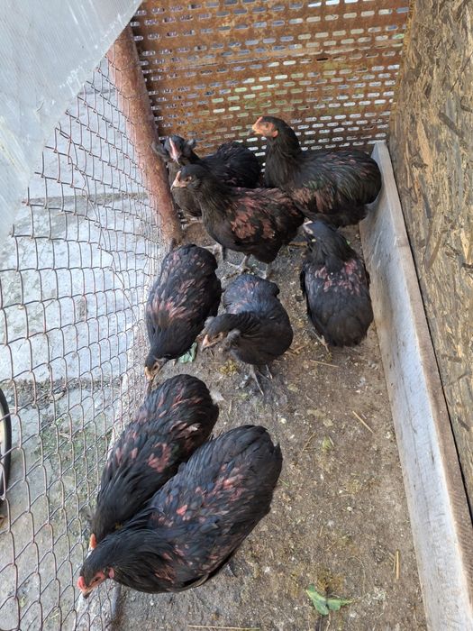 Vând cocoș Araucana