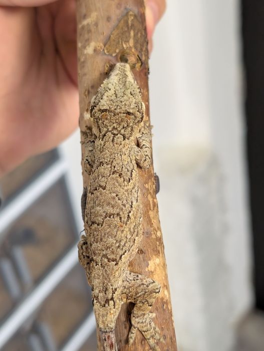 Soparla Gargoyle Gecko
