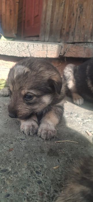 Щенки мальчики и девочки2,5 м5с