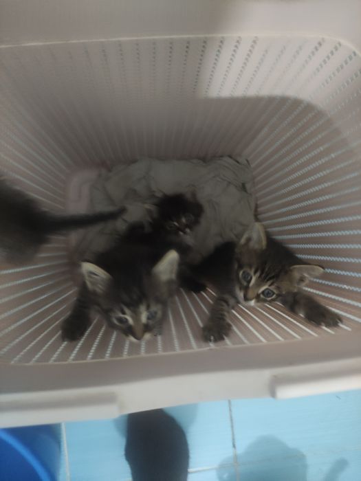 Отдам котят месяц