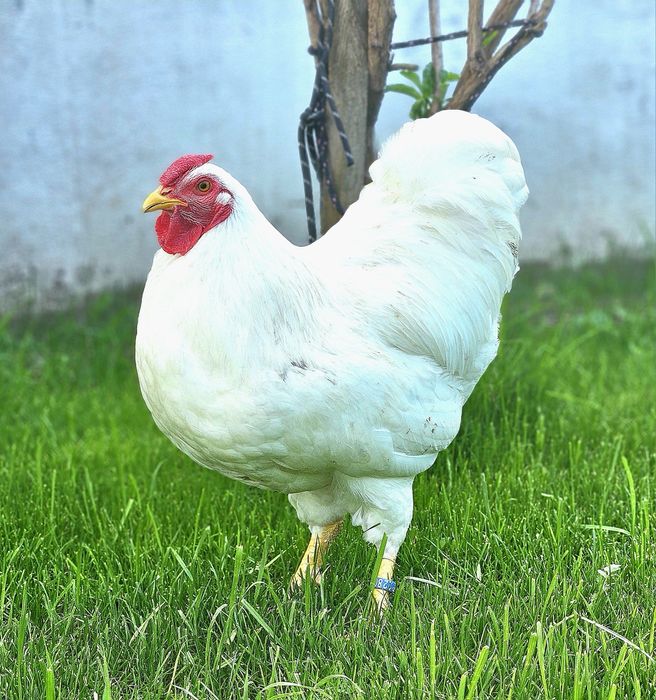 Vand sau schimb cu papagali familii sau cocosi  wiandotte