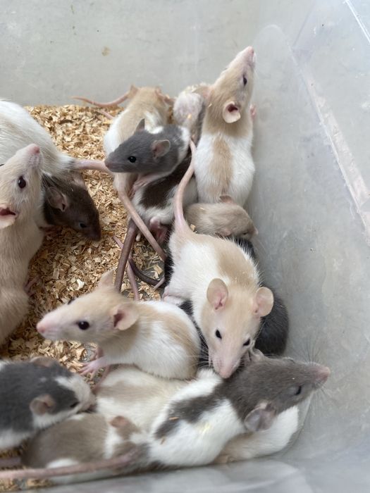 Sobolani de companie