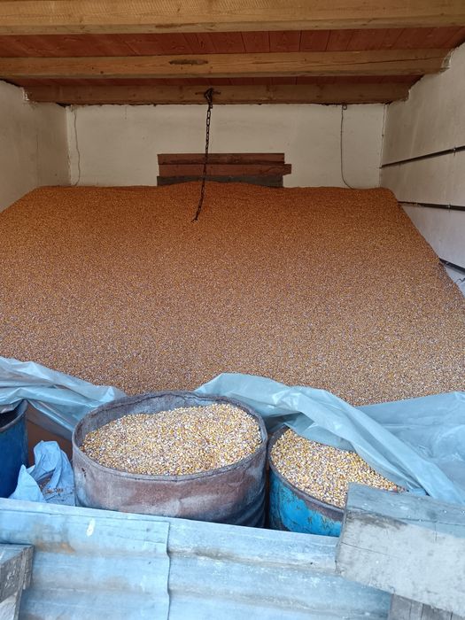 Vând porumb, orzoaică, grâu, triticale