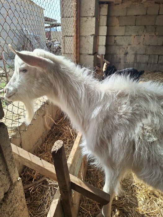 Заанен текесі сатылады
