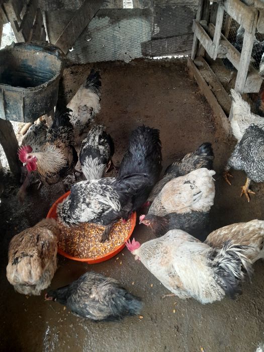 Vindem cocoși cu 100 lei bucata