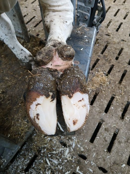 Curatire ongloane bovine