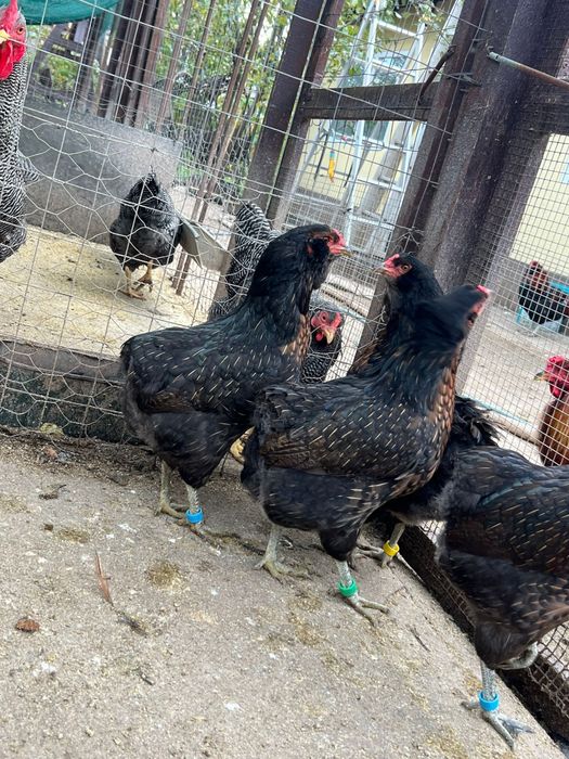 Oua araucana australorp plymouth