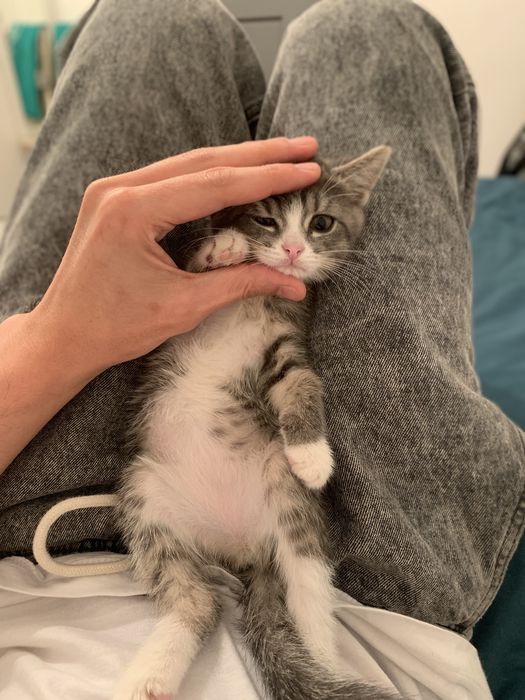 Котенок (мальчик) полтора месяца