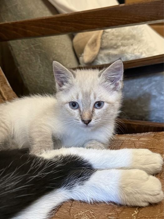 Отдаём котёнка в добрые руки