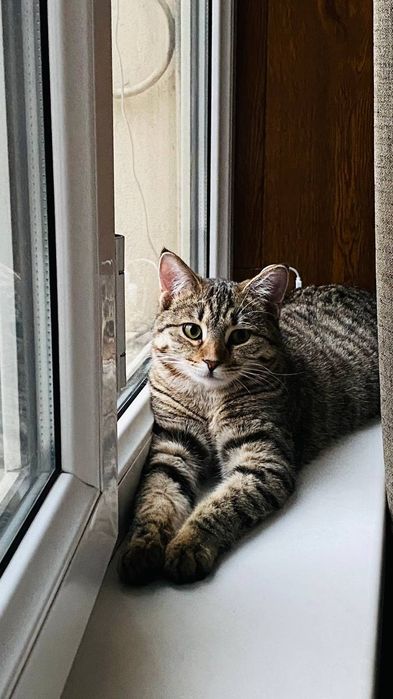 Отдам даром котят