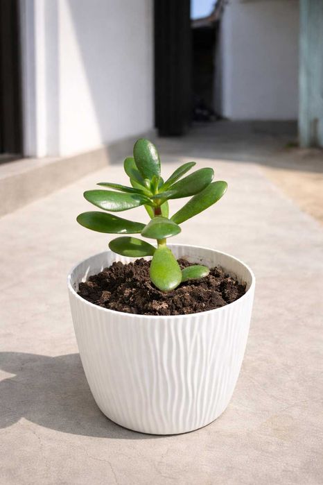 Комнатные  цветы