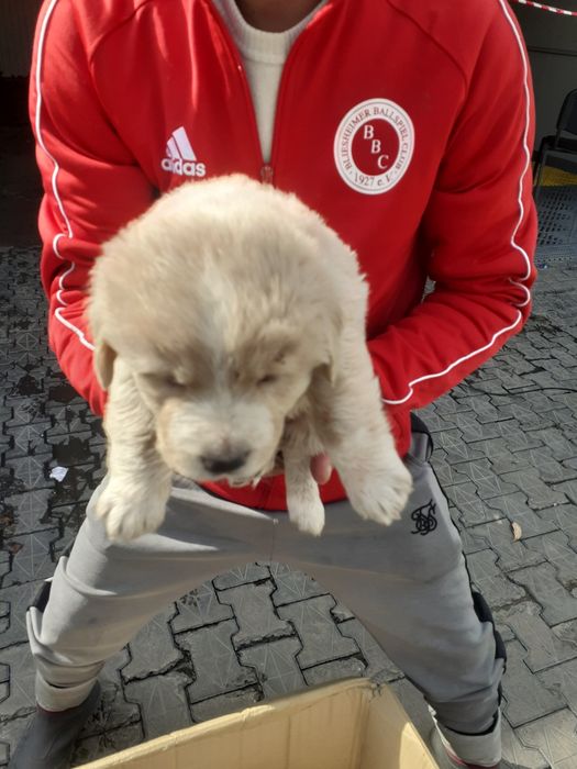 Vând câini fără bani