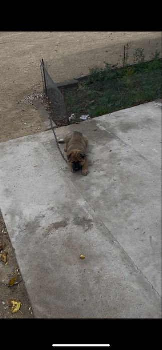 Еркек ит 3айлық