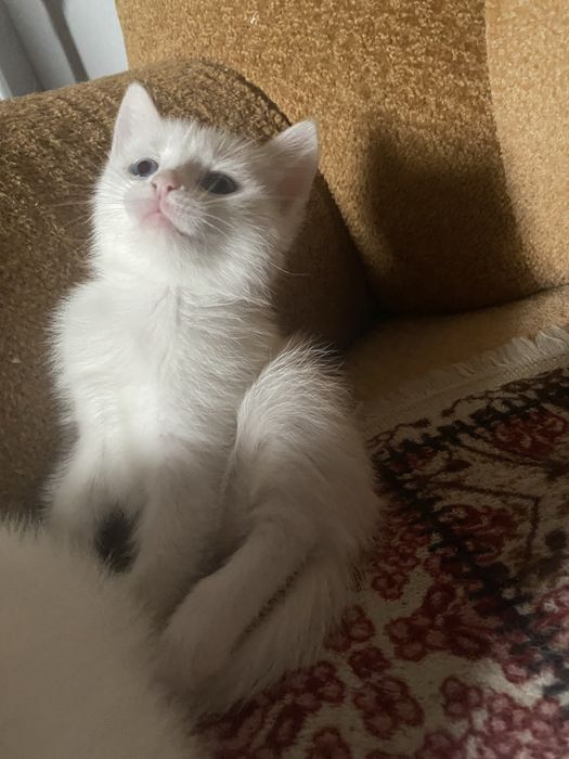 Продаются котята