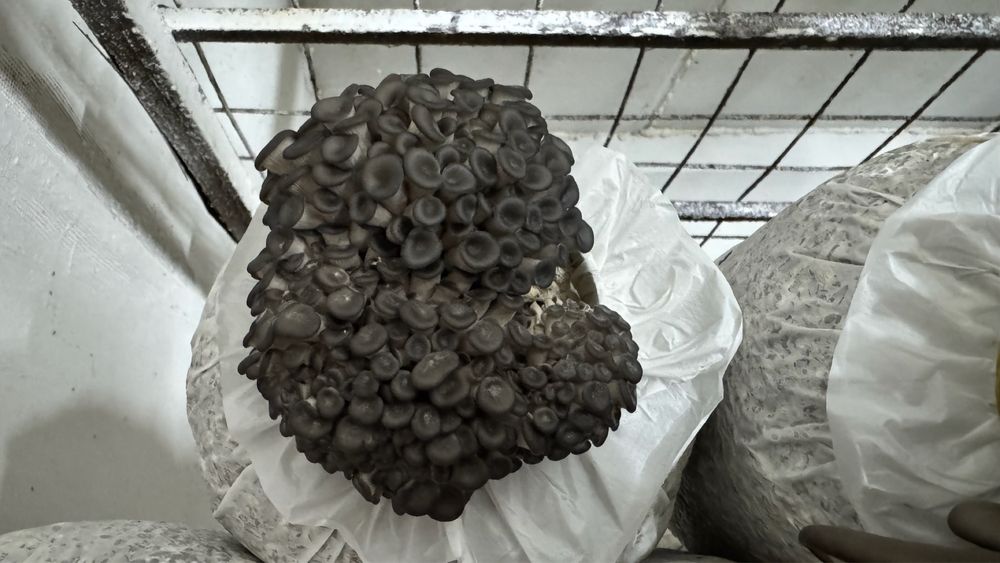 Продам Грибной бизнес