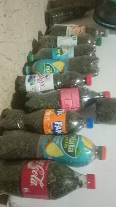 Алтын коныз  Оптом