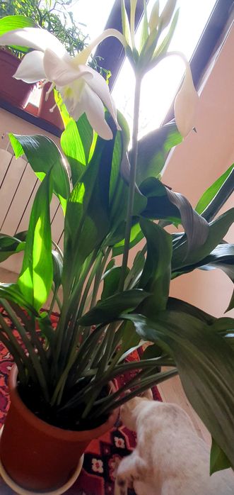 Продам цветок домашний  Эухарис