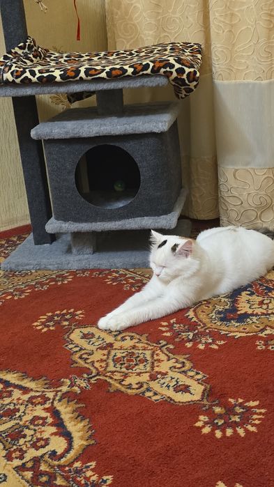 Отдам кошку в добрые руки!