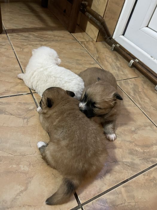 Catelusi metis bichon cu pechinez