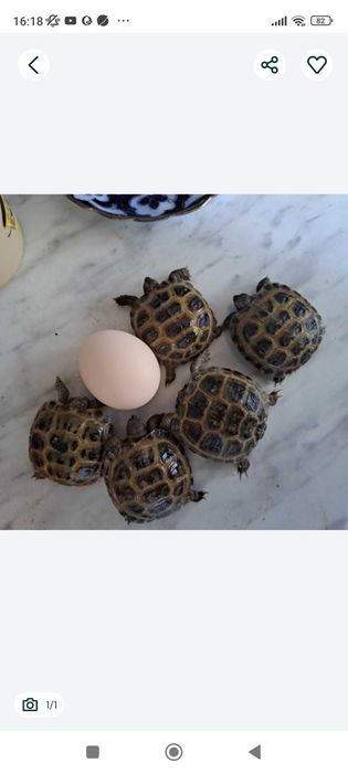 TOSHBAQ damshniy черепаха чистые здаровые