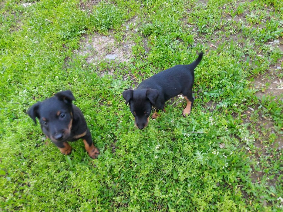 Резерв Ягдтерьер  щенки Родословные