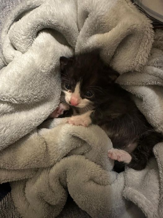 Urgent!Pui de pisica isi cauta familie!