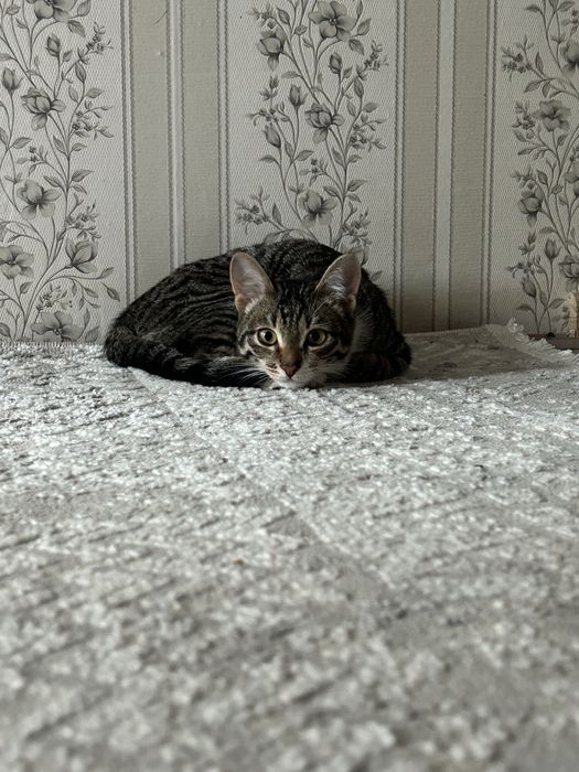 Отдам котенка мальчик Димаш