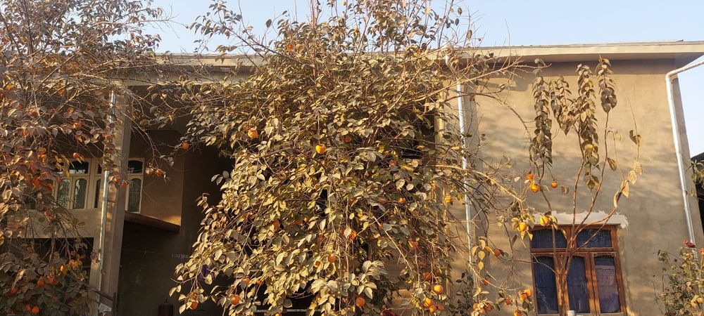 7 xona, 1 ta garaj, 2 ta podvol, 2 etajli yashab turilgan uy. 10 sotix