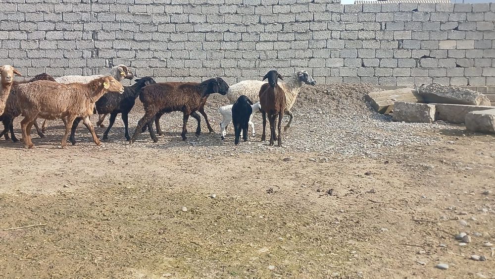 Қозылы қой сатылады туркестан қаласы