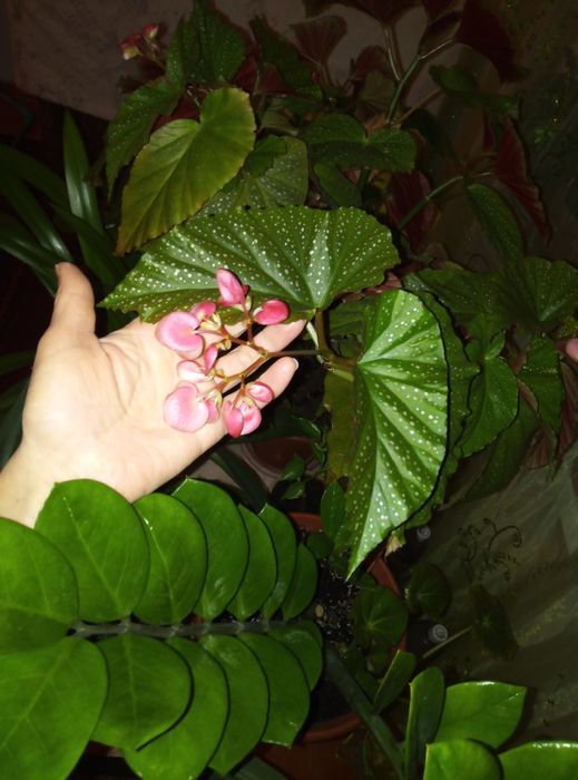 Бегония кораловая