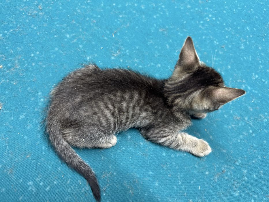 Котята 2 мес, девочки , к лотку приучены