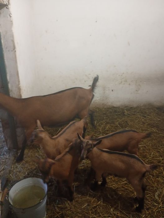 Vând capre alpina franceza