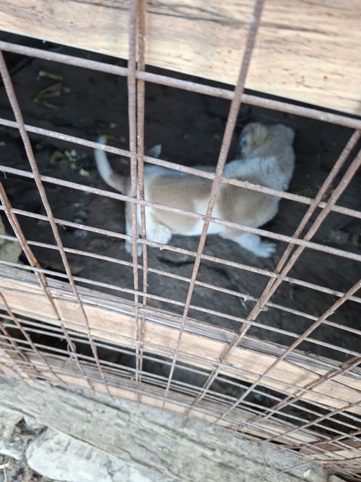 Еркек күшік сатылады